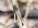 Epigomphus tumefactus (Lowland Knobtail) male-2.jpg